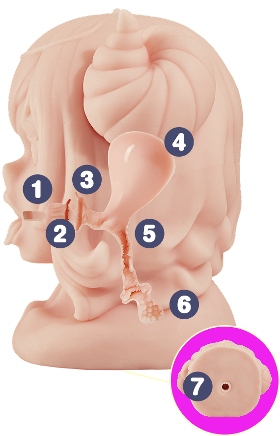Schnittansicht des Dual-Tunnels