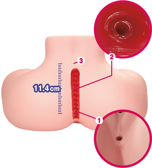 Schnittansicht des analen Tunnels