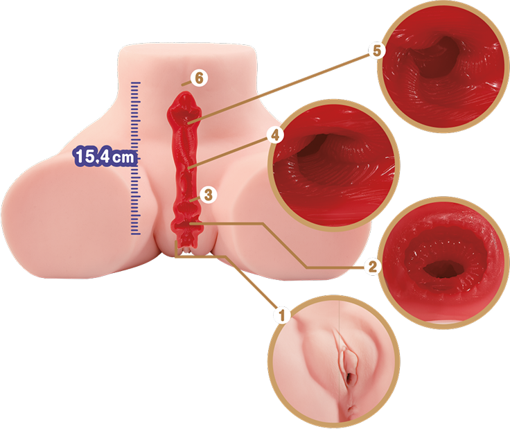Schnittansicht des vaginalen Tunnels